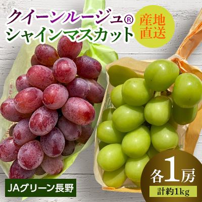 ふるさと納税 長野市 JAグリーン長野 クイーンルージュ(R)+シャインマスカット各1房 9月中旬より順次発送