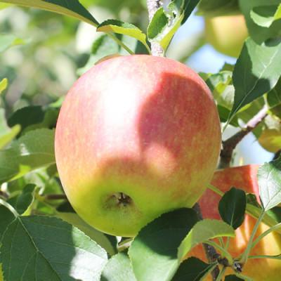 ふるさと納税 飯田市 りんごの一番手! 長野県産 りんご(サンつがる)約10kg 秀品[2026年9月上旬〜9月中旬発送]