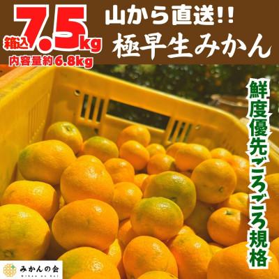 ふるさと納税 有田川町 みかん 極早生 山から直送 箱込7.5kg (内容量6.8kg) 採れたてそのままごろごろ規格
