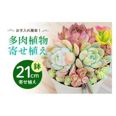 ふるさと納税 那珂市 可愛い多肉植物寄せ植え 21cm鉢