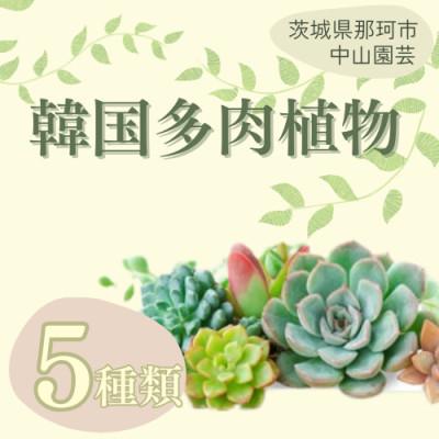 ふるさと納税 那珂市 韓国多肉植物 抜き苗 アソート5種類 詰め合わせ