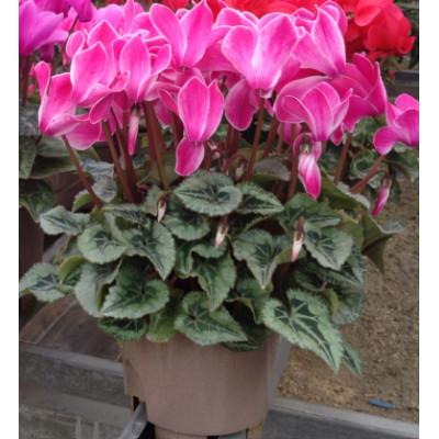 ふるさと納税 那珂市 シクラメン 7号鉢(ピンク系)