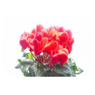 ふるさと納税 那珂市 シクラメン 6号鉢(赤系)