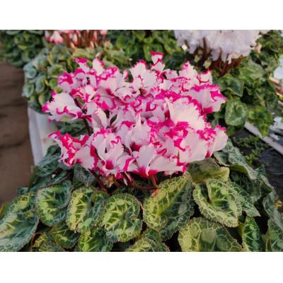 ふるさと納税 那珂市 シクラメン 6号鉢(ピンク系)