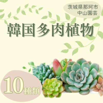 ふるさと納税 那珂市 韓国多肉植物 抜き苗 アソート10種類 詰め合わせ
