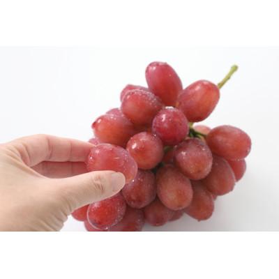 ふるさと納税 飯田市 [産地厳選!]長野県産・クイーンルージュ(約1kg)秀品 2026年先行受付