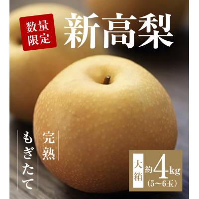 ふるさと納税 三豊市 [10月より順次発送]数量限定!平和農園 新高梨 大箱(5〜6玉)[約4kg]