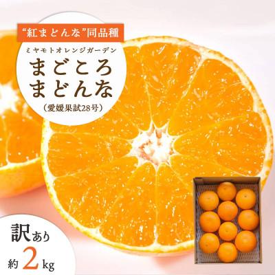 ふるさと納税 八幡浜市 [訳あり]紅まどんな と同品種!愛果28号 2kg[C25-179]