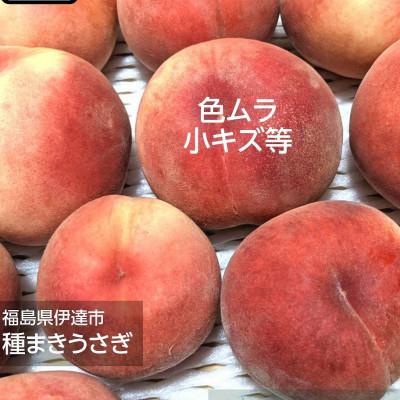 ふるさと納税 伊達市 伊達市産 家庭用 桃 約3kg 品種おまかせ(9〜14玉)の画像