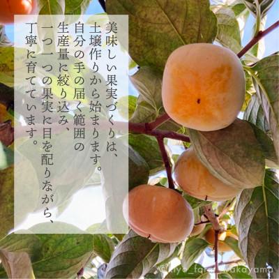 ふるさと納税 新宮市 先行受付　柿(種無し)　赤秀品大玉　6個入　約1.8kg
