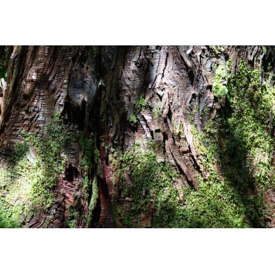 ふるさと納税 新庄村 新庄村　森林セラピー体験チケット(6名様分)_2