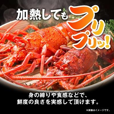 ふるさと納税 いすみ市 刺身用活〆冷凍伊勢海老420g |  | 03