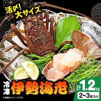 ふるさと納税 いすみ市 活〆冷凍伊勢海老 1.2kg | 