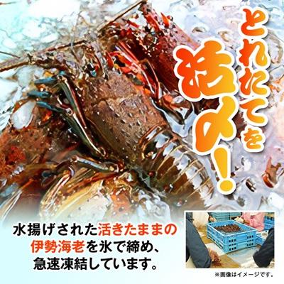 ふるさと納税 いすみ市 活〆冷凍伊勢海老 1.2kg : Yahoo!ふるさと納税