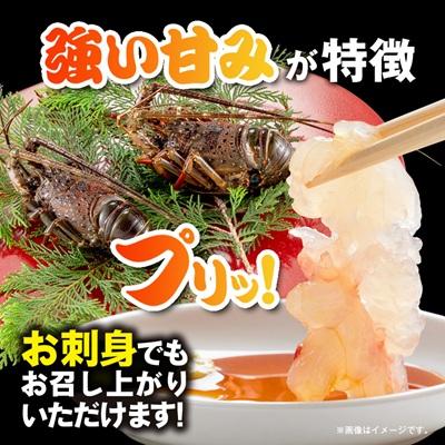 ふるさと納税 いすみ市 活〆冷凍伊勢海老 1.2kg |  | 02