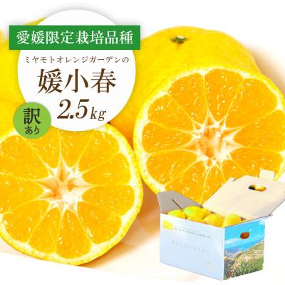 ふるさと納税 八幡浜市 [先行受付]希少柑橘 媛小春(ひめこはる) 2.5kg[訳あり][D25-183]