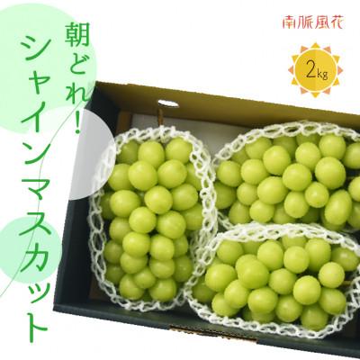ふるさと納税 南アルプス市 [2026年9月より発送予定]SDGs シャインマスカット 約2kg ご家庭用 (ALPAJ042)