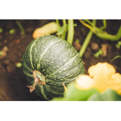 ふるさと納税 帯広市 北海道帯広市産　かぼちゃ「きみまろん」5kg　糖度15〜19度 |  | 02