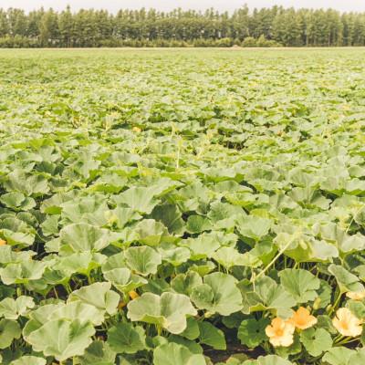ふるさと納税 帯広市 北海道帯広市産　かぼちゃ「きみまろん」5kg　糖度15〜19度 |  | 03