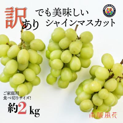 ふるさと納税 南アルプス市 [2026年9月より発送予定]朝採れ!シャインマスカット 約2kg 贈答