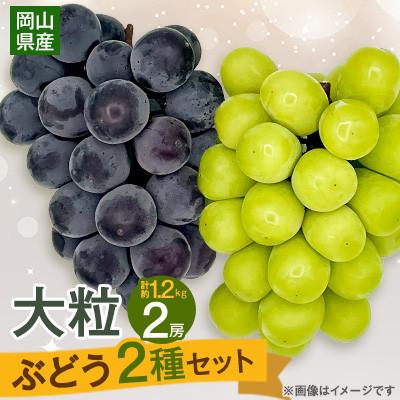 ふるさと納税 岡山市 [2025年10月より発送]大粒ぶどう2種セット シャインマスカットほか 2房 約1.2kg