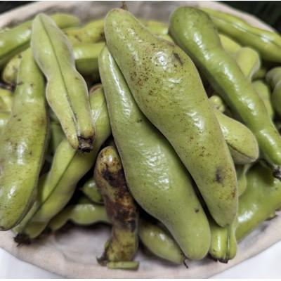 ふるさと納税 秦野市 [2026年5月上旬以降発送予定]みずみずしい1粒 そら豆(約1,800g)