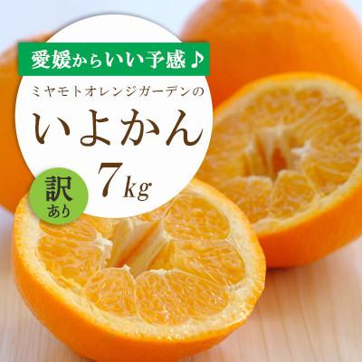 ふるさと納税 八幡浜市 [先行受付]愛媛から「いい予感」♪ジューシー果肉 いよかん7kg[訳あり][C25-186]