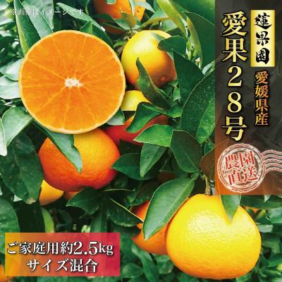 ふるさと納税 松山市 [先行予約]2025年11月中下旬より順次発送 愛果28号約2.5kg家庭用 紅まどんな同品種