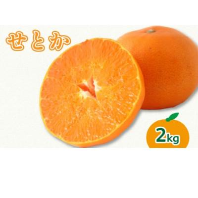 ふるさと納税 松山市 中島のせとか(サイズ混合)2kg