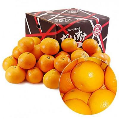 ふるさと納税 八幡浜市 愛媛県産みやうちいよかん[訳あり]10kg[E35-31]