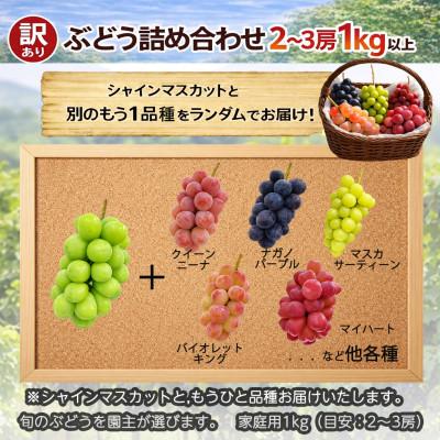 ふるさと納税 中野市 長野県中野市産のぶどう　2種食べ比べセット　計1kg(2〜3房) |  | 01