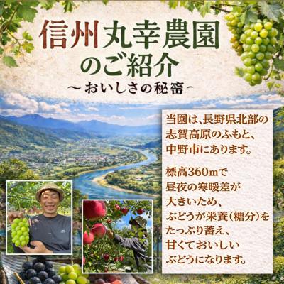 ふるさと納税 中野市 長野県中野市産のぶどう　2種食べ比べセット　計1kg(2〜3房) |  | 03