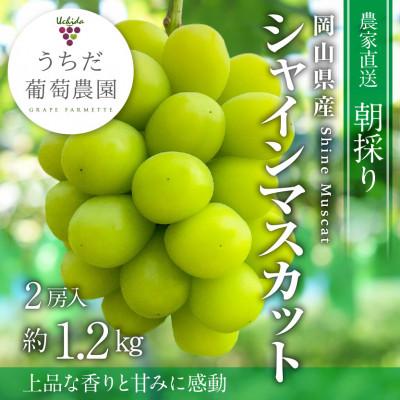 ふるさと納税 津山市 【2026年発送】朝採りシャインマスカット2房入(約