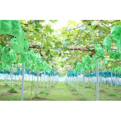 ふるさと納税 津山市 【2026年発送】朝採りシャインマスカット2房入(約