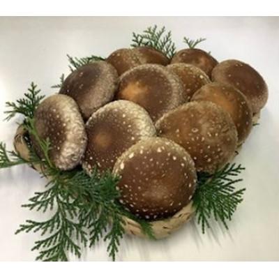 ふるさと納税 三島市 [静岡県 三島市]生シイタケ 700g