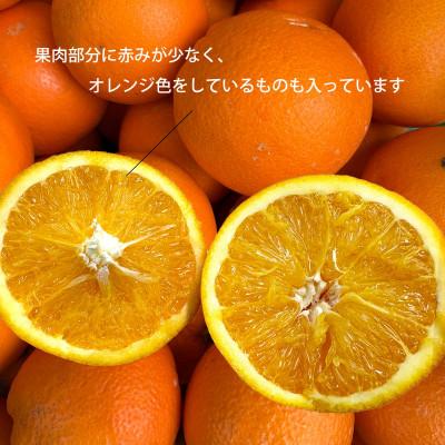 ふるさと納税 八幡浜市 【先行受付】愛媛県八幡浜市産 ブラッド