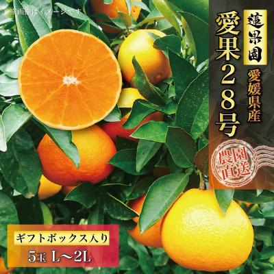 ふるさと納税 松山市 [先行予約]11月中下旬より順次発送 愛果28号L〜2L美品5玉入りギフトボックス 紅まどんな同品種