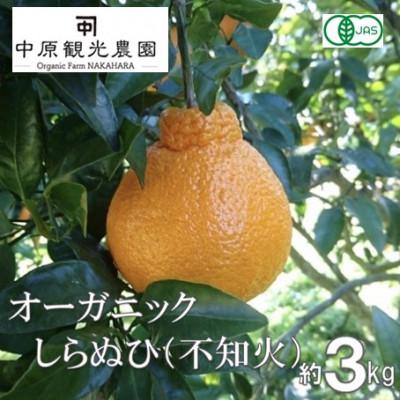 ふるさと納税 大崎上島町 [2026年2月発送]中原観光農園 大崎上島産 オーガニックしらぬひ 約3kg (有機JAS認証)
