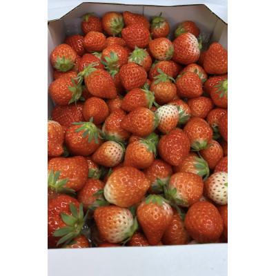 ふるさと納税 東かがわ市 はなまる農園のこだわりさぬきひめ サイズバラ1キロ