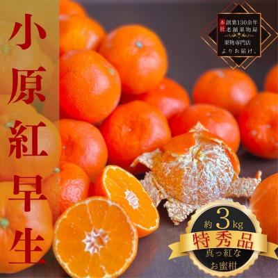 ふるさと納税 小豆島町 [2025年11月中旬より順次発送]特秀品!真っ紅なお蜜柑「小原紅早生」約3kg