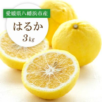 ふるさと納税 八幡浜市 [先行受付]すっきり甘い!愛媛県八幡浜市産はるか 3kg[C25-204]