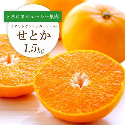 ふるさと納税 八幡浜市 [先行受付]とろける濃厚果肉 せとか1.5kg 愛媛県八幡浜産[C25-210]