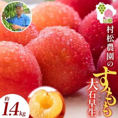 ふるさと納税 笛吹市 2026年先行予約!甘酸っぱいスモモ「大石早生」6P 約1.4kg 24〜36玉入 村松農園 山梨県