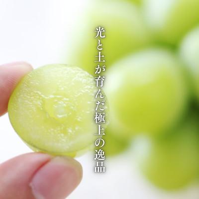 ふるさと納税 松川町 ぶどう 氷温貯蔵シャインマスカット(秀品)2kg【2026年11月中旬〜12月下旬頃発送予定】の画像
