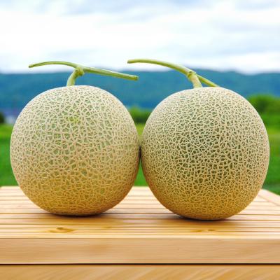 ふるさと納税 富良野市 【2027年発送先行受付】富良野メロン(赤肉) 秀品2玉 計5kg〜 |  | 02