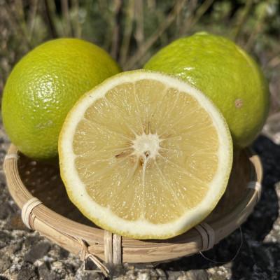 ふるさと納税 唐津市 佐賀県唐津産ベルガモット