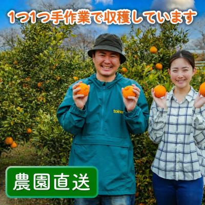 ふるさと納税 松山市 家庭用 不知火(デコポンと同品種)3kg 光センサー選別　糖度13.5度以上 2027年2月順次発送 |  | 02