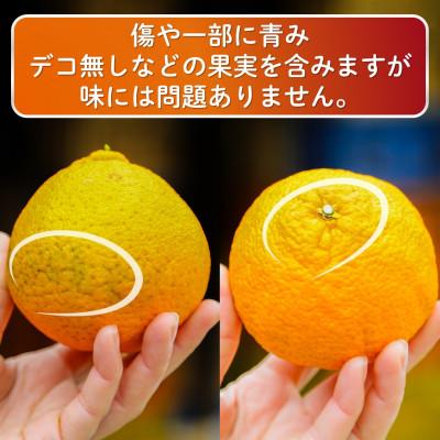 ふるさと納税 松山市 家庭用 不知火(デコポンと同品種)3kg 光センサー選別　糖度13.5度以上 2027年2月順次発送 |  | 03