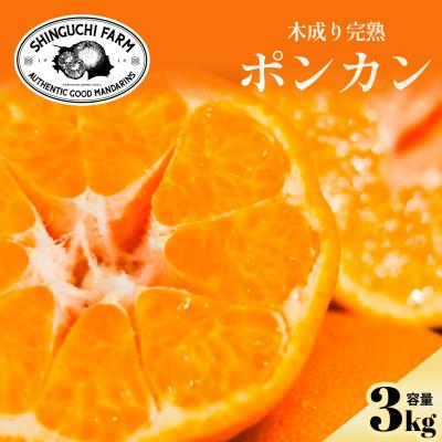 ふるさと納税 八幡浜市 [甘味と酸味のバランスが絶妙]ポンカン 3kg 愛媛県産[C70-64]