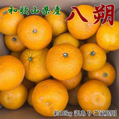 ふるさと納税 古座川町 [手選果 訳あり]和歌山由良町産八朔約10kg(サイズ混合・ご家庭用)(古座川町)